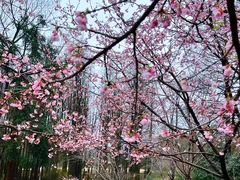 -杭州植物园