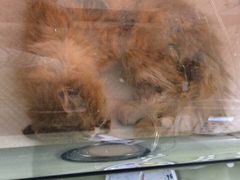 盛京一禾-盛京一禾