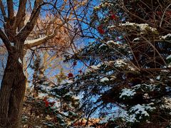 -长春市十一高中