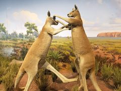 -陕西自然博物馆