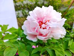 -中国科学院华南植物园