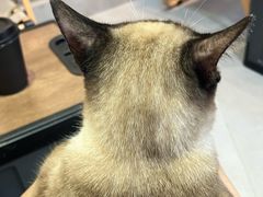 -Heymao猫咖.咖啡厅(东门店)