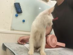 -凯特喵百思猫专科医院