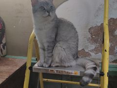 -猫咪博物馆(顶澳仔猫街店)