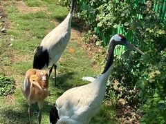 -西霞口神雕山野生动物世界