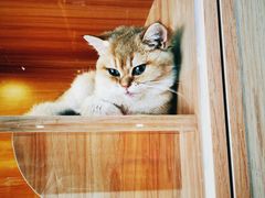 -猫十亿·布偶金渐层·曼基康矮脚猫舍(青年路店)