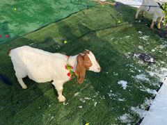 -北京亚布洛尼朝阳公园滑雪场