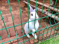 -大鹅岛绿色生态美食园