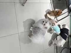 -怪兽屋·羊驼·猫咖·狗咖(俊华广场店)