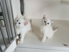 -东方名猫馆·英短金渐层布偶猫舍(环线广场1号楼店)