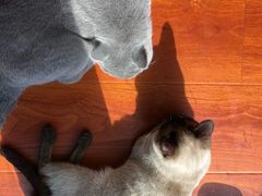 -猫小院猫主题咖啡厅(北锣店)