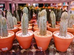 -KKV(深圳宏发大仟里店)