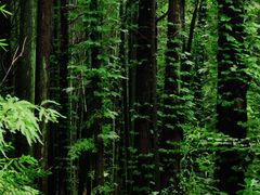 -铜陵市铜官山森林公园