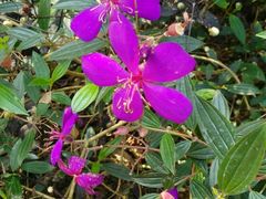 -广东茂名森林公园