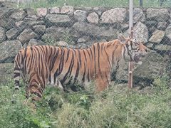 -栾川竹海野生动物园