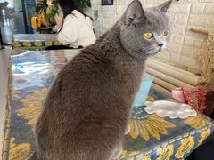 -平行世界·猫咖(首经贸店)