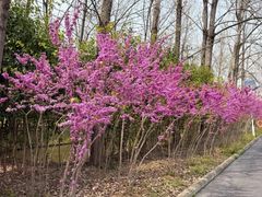 -合肥滨湖国家森林公园