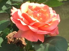 -上海鲜花港