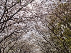 -高东镇樱花园