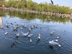 -豆香园(龙翔店)