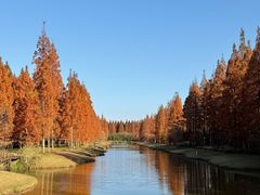 -黄海国家森林公园