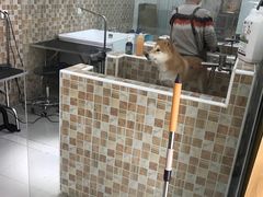 -汪小喵宠物·戴维斯乐芳希施宠馨宝皮毛调理洗护店