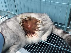 -瑞派宠物医院(搏威敦和院)