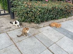 -静安公园(静安寺街道)