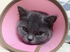 -伟伟宠物医院·CT影像中心·瑞派犬猫综合性门诊(汉口总院)