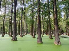 -渌洋湖湿地公园