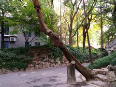 -叶家花园