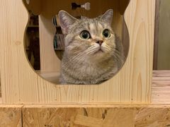 -猫色咖啡·猫咖