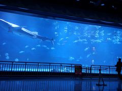 -烟台海昌鲸鲨海洋公园