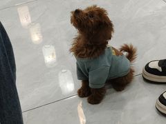 -柴犬小屋·柴餐厅·狗咖食堂(金鼎广场店)