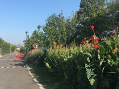 -上海长兴岛郊野公园