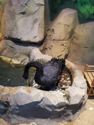 -酷嗒动物文化乐园(cutezoo西溪乐天城店)