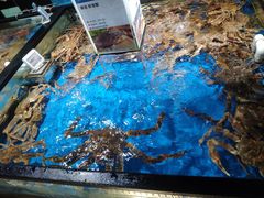 帝王蟹（1.5-2.0KG）-盒马鲜生(馥邦国际店)