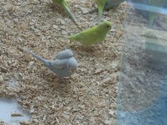 -怪兽屋·羊驼·猫咖·狗咖(俊华广场店)