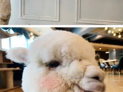 -遇见羊驼·奶狗咖·布偶猫咖·法斗柯基柴犬阿拉斯加(春熙路太古里IFS店)