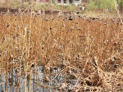 -渭南桃花源民俗文化园