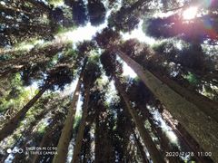 -武陵山森林公园