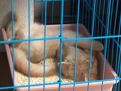 -屋虎猫馆(宝安大仟里店)
