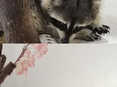 -浣熊柯尔鸭土拨鼠·电玩咖