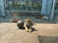 -西霞口神雕山野生动物世界