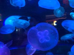 -太平洋海底世界