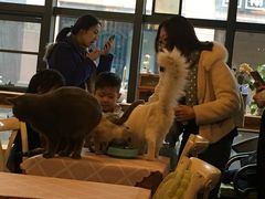 -吉丁鸟咖·异宠·寄养