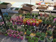 -中环花鸟鱼虫市场