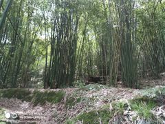 -川西竹海景区