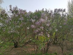-丰台花园