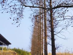 -良渚古城遗址公园